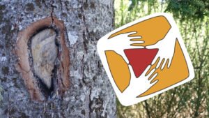 La photographie est prise dans une forêt, par temps ensoleillé. Sur la moitié gauche, un bout de tronc d'arbre domine. Son écorce épaisse est creusée d'une forme ovoïde qui rappelle la silhouette d'une oreille. A droite, le logo de la Fédération de l'audiovisuel participatif a été rajouté. Il se compose de trois mains tendues les unes vers les autres, aux doigts écartés le bout des pouces et des index se frôlent, formant un triangle peint en rouge.